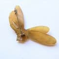 Art Nouveau Georges Flamand & Bonte  Signed Horn Bee / Dragonfly Brooch
